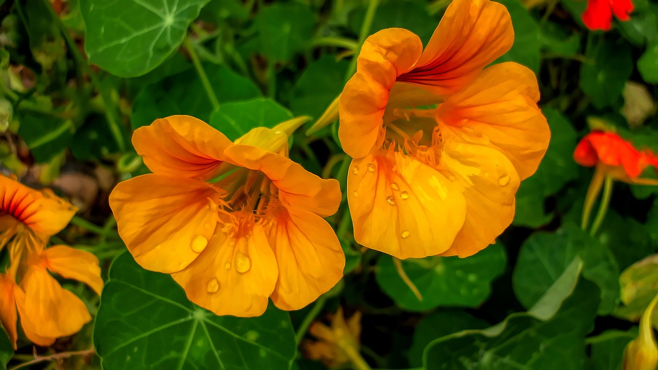 flowers flora yellow free photo