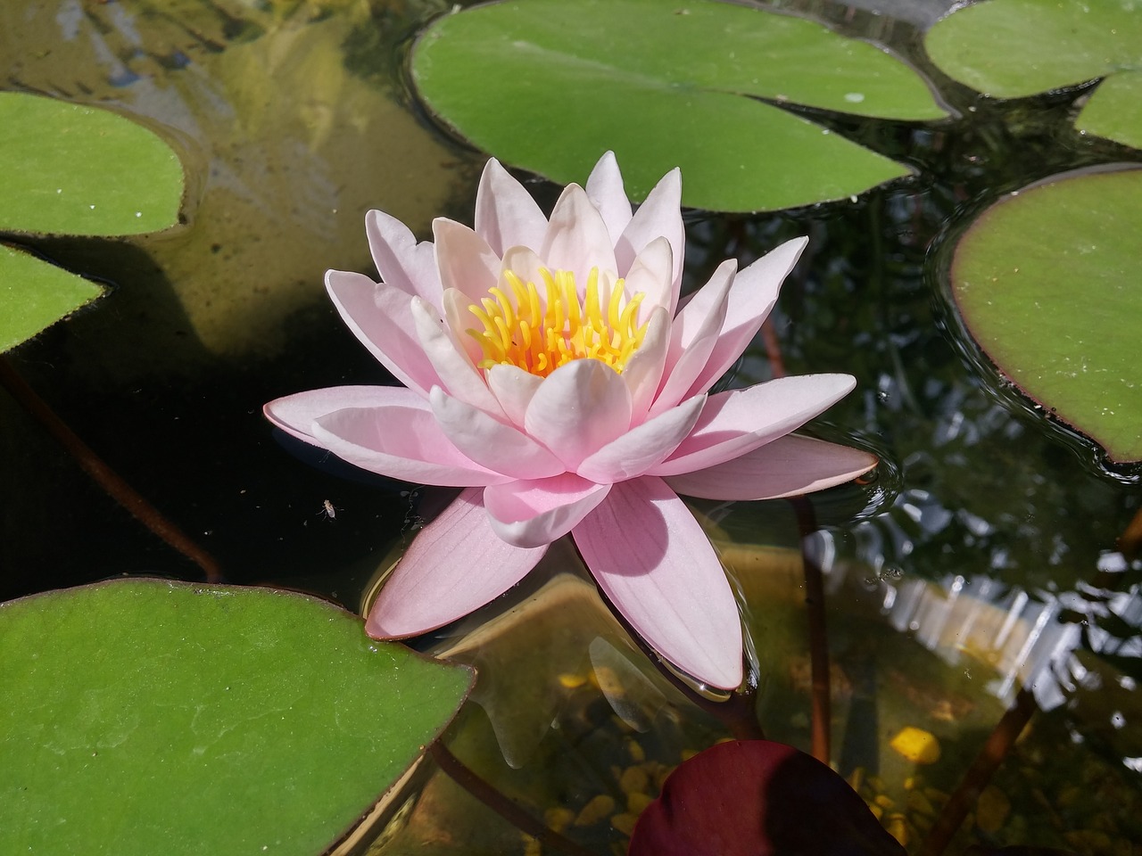 flowers lily water lily free photo