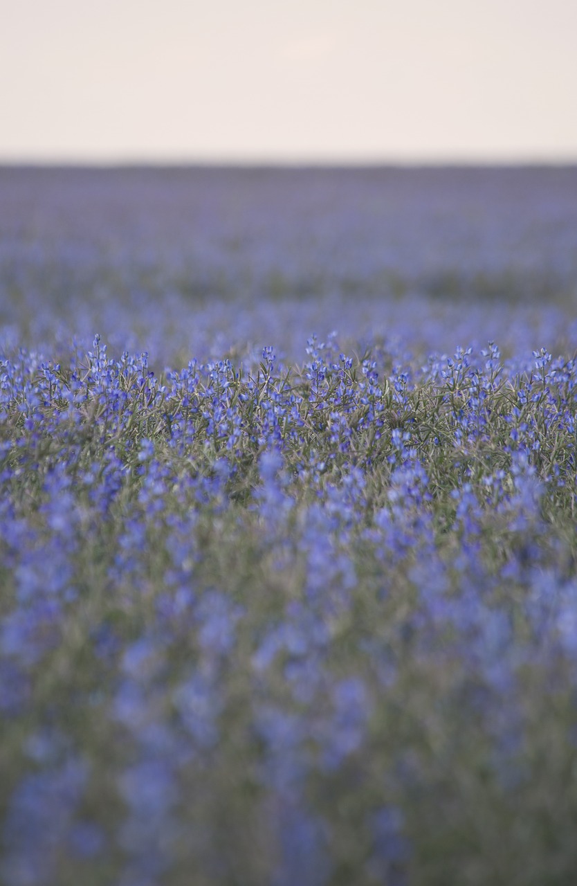 flowers plant field free photo