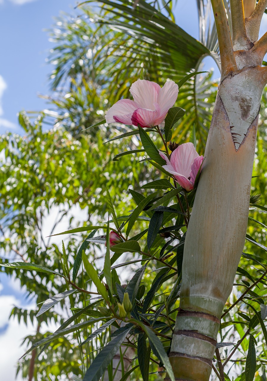 flowers hibiscus hawaiian hibiscus free photo