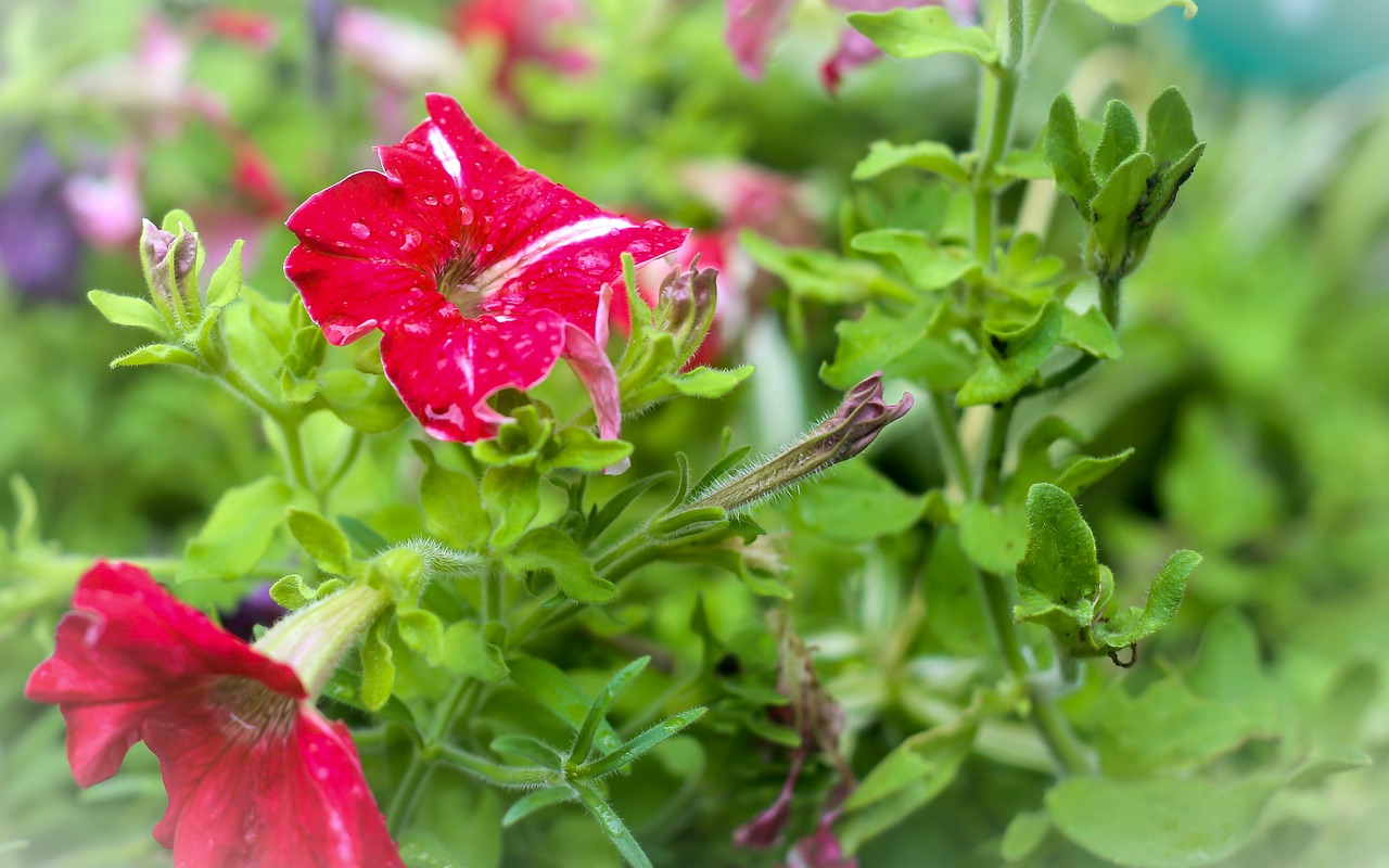 flowers red nature free photo