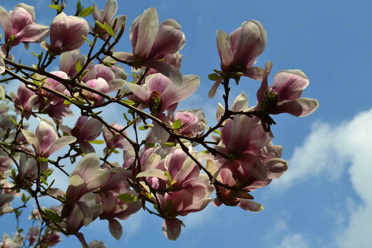 flowers sky spring free photo