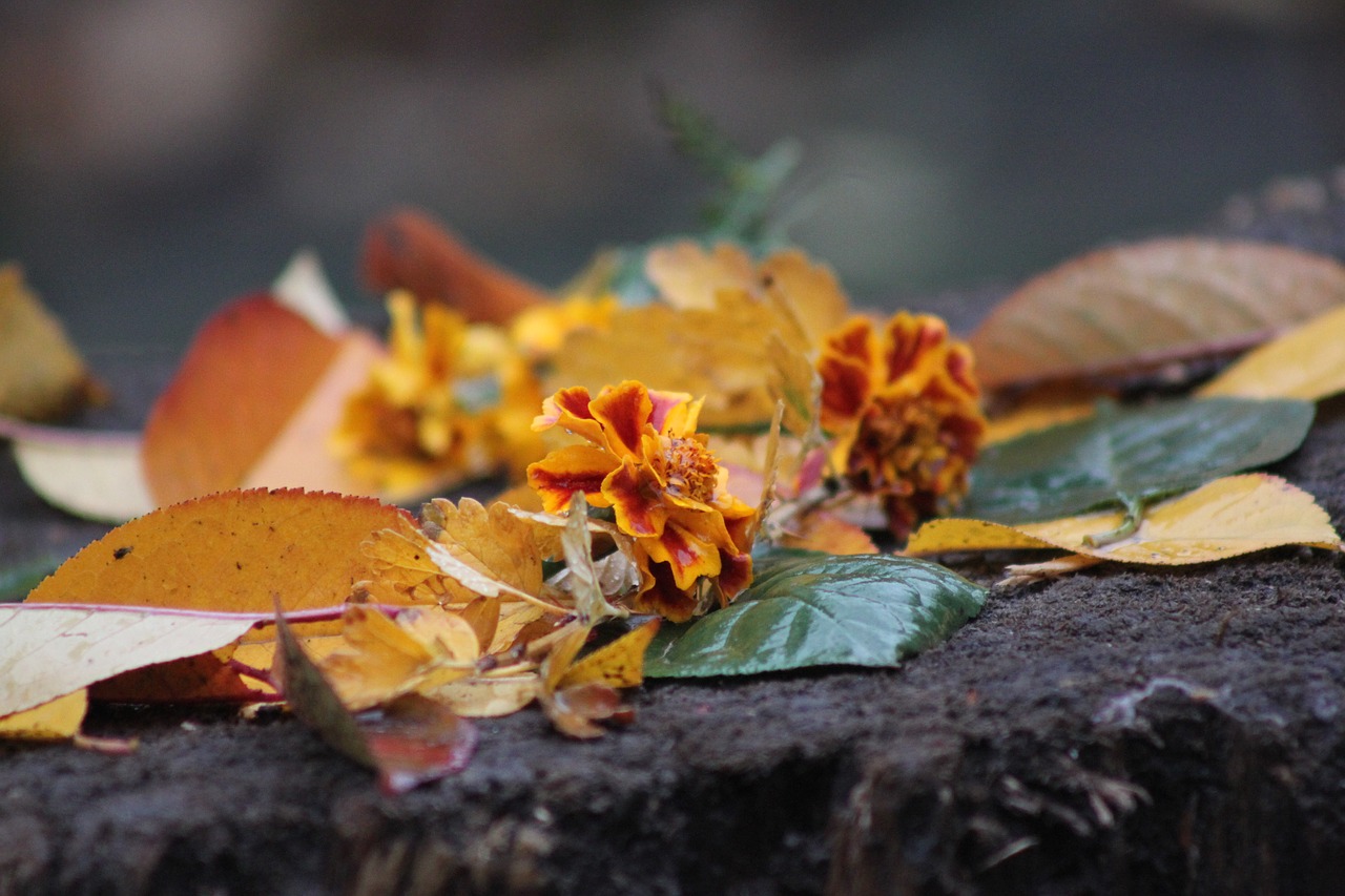 flowers rain autumn free photo