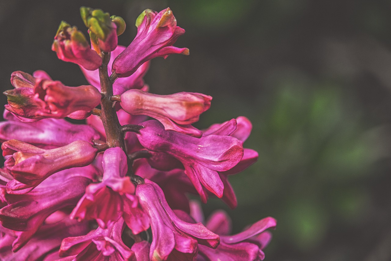 flowers pink summer free photo