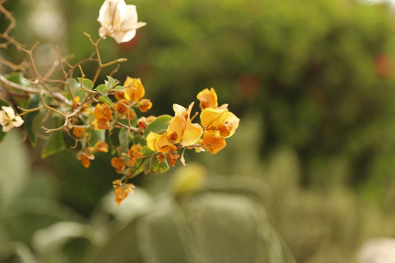 flowers yellow yellow flower free photo