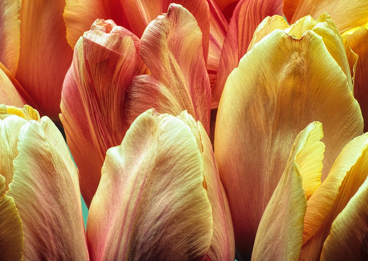 flowers tulips macro free photo