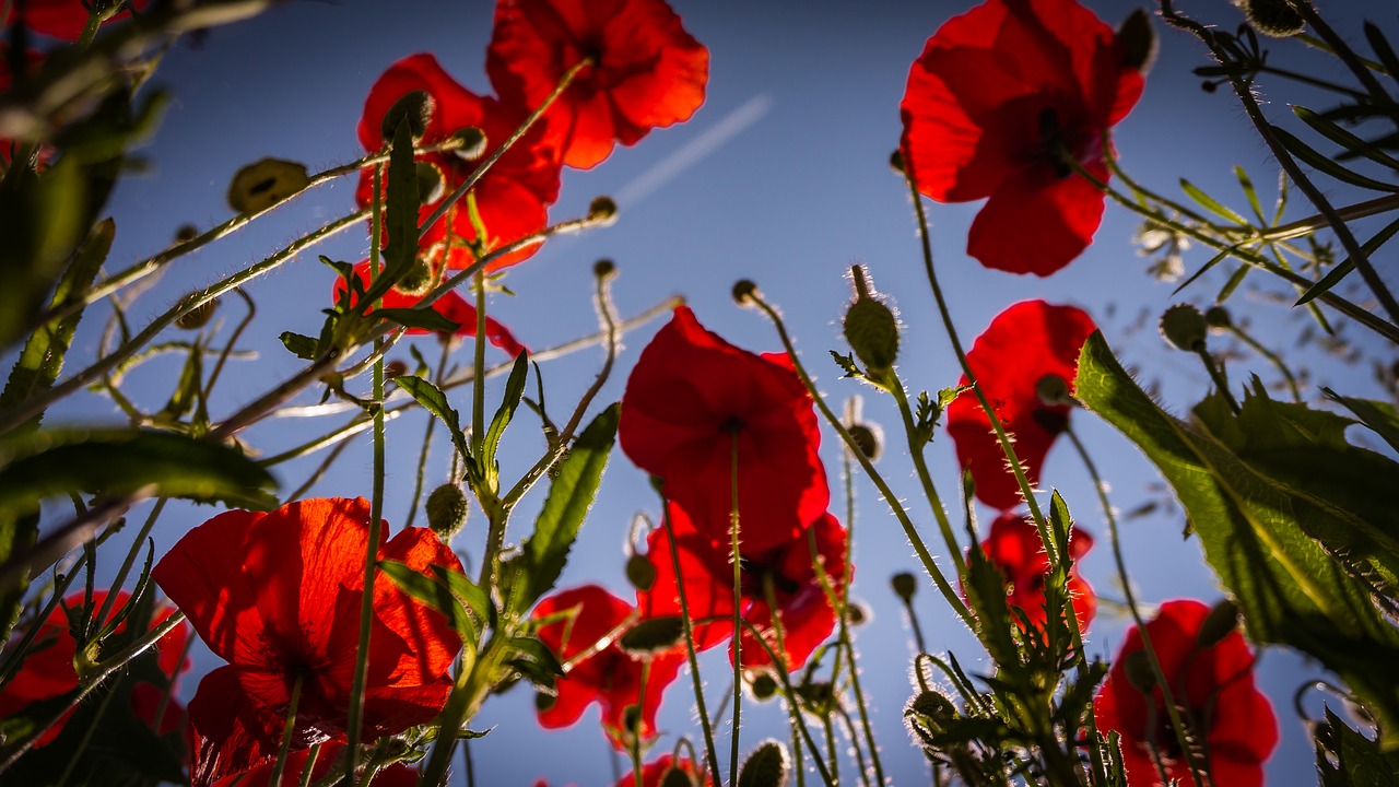 flowers poppies red free photo