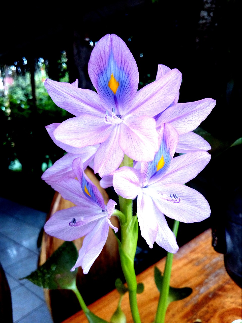 flowers narcissus nature free photo