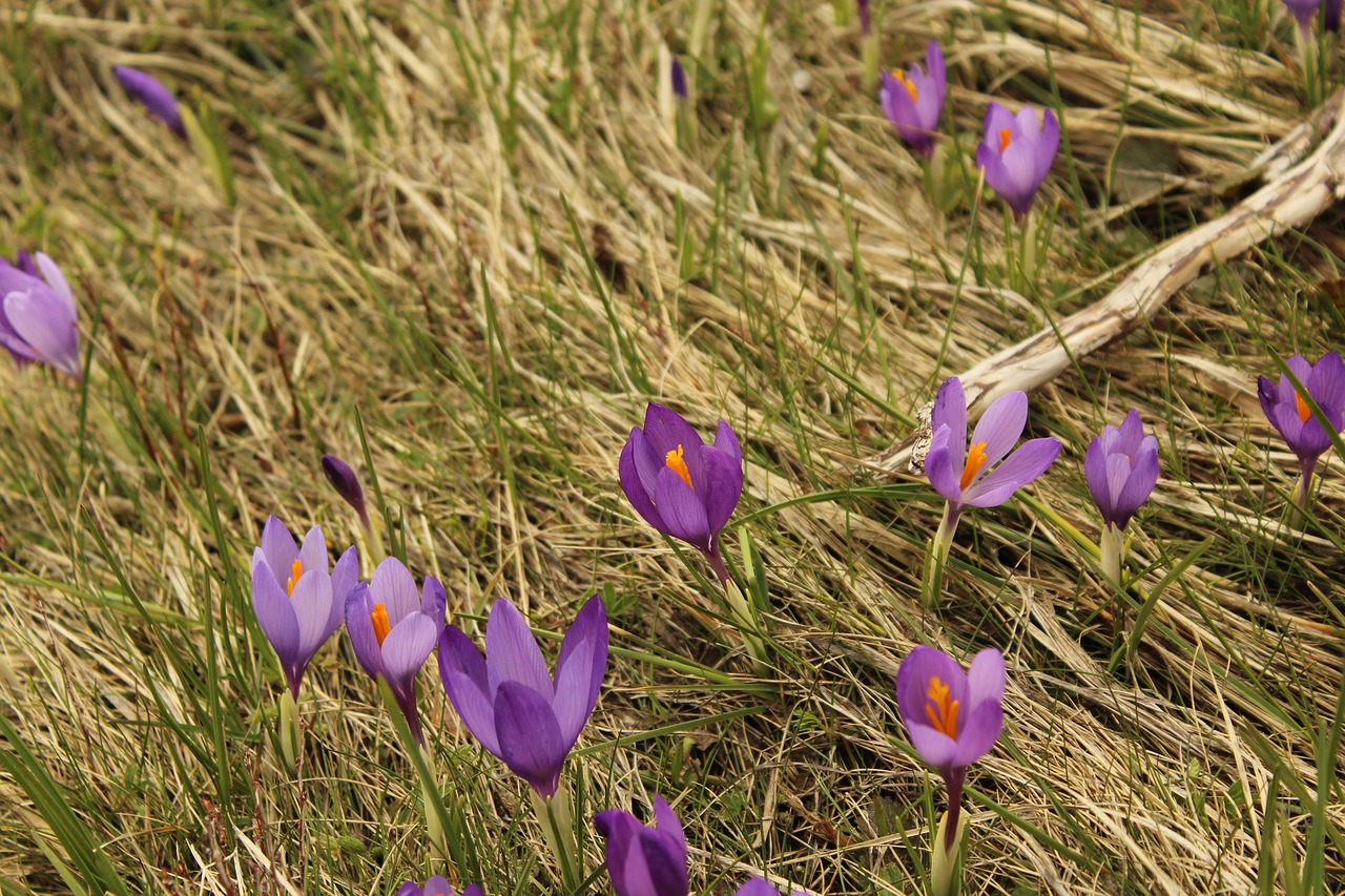 flowers purple flowers nature free photo