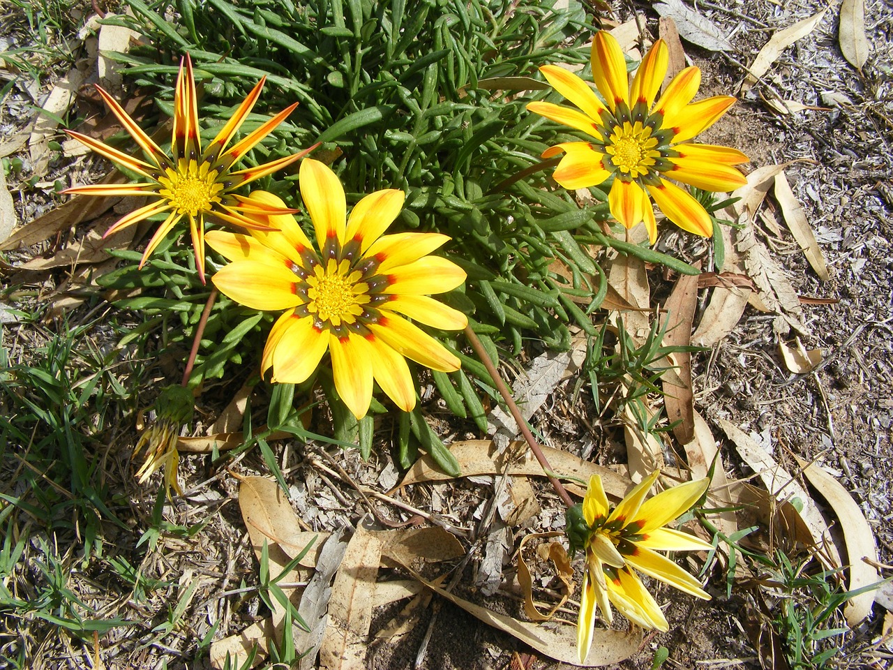 flowers yellow wild flowers summer free photo