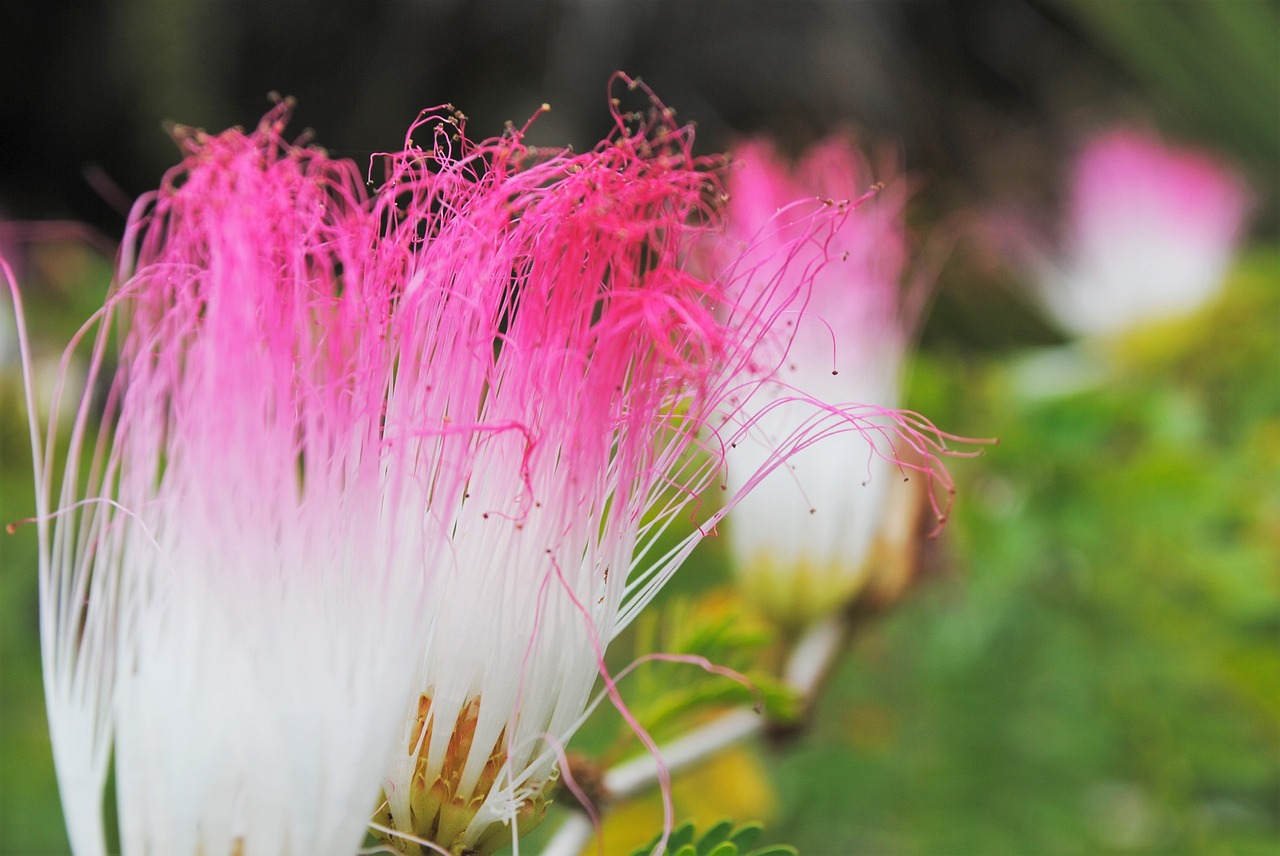 flowers nature blossom free photo