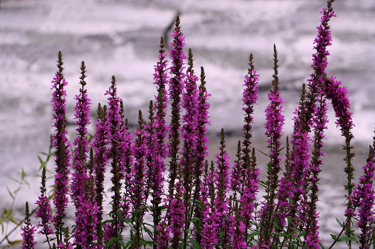 flowers lake pond free photo