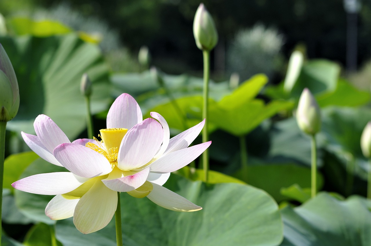 flowers water lotus free photo