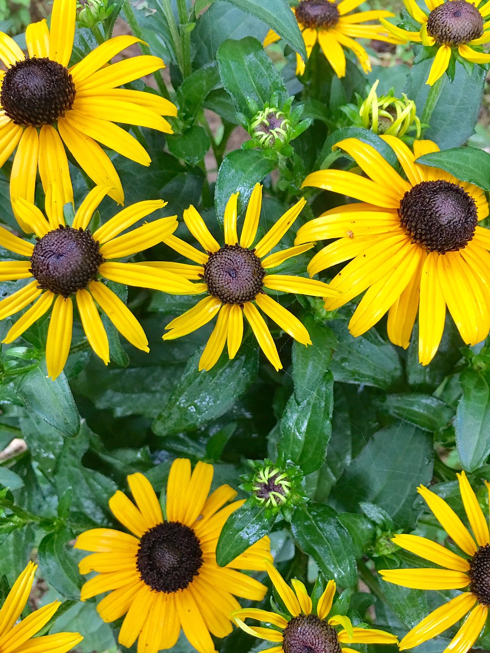 flowers yellow black eyed susan free photo