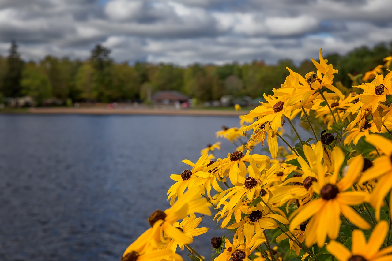 flowers river nature free photo