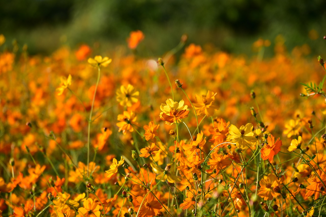 flowers landscape nature free photo