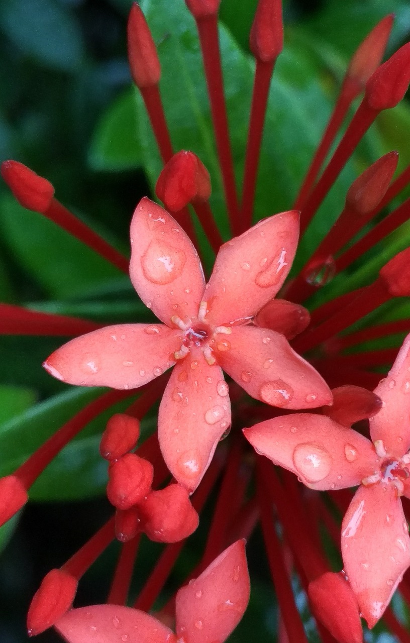 flowers red blossom free photo