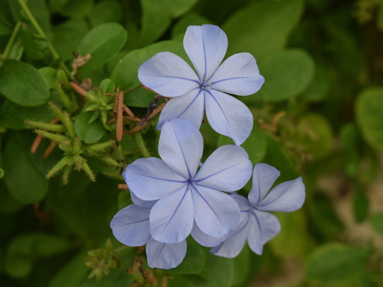 flowers purple nature free photo