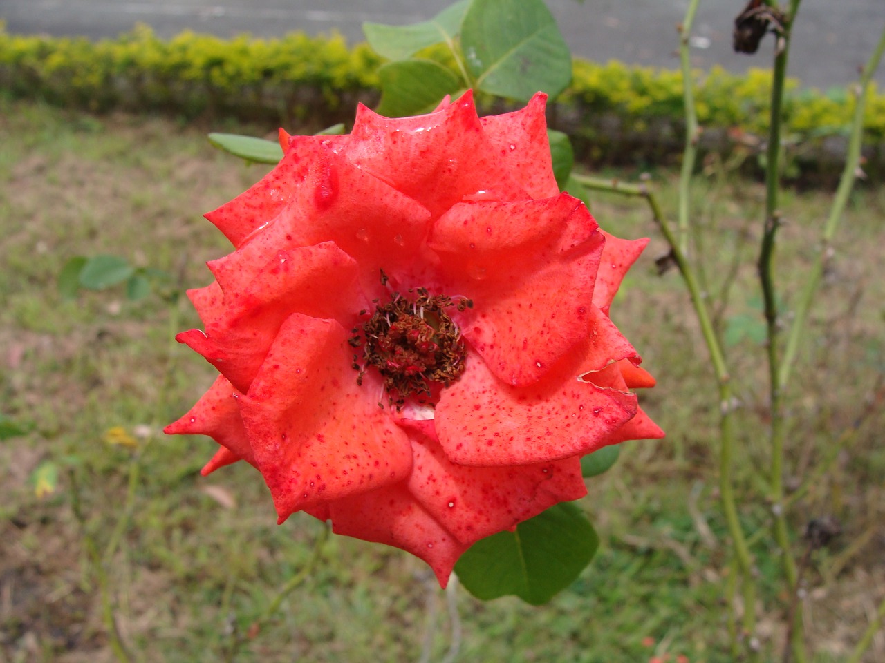 flowers nature pink flower free photo