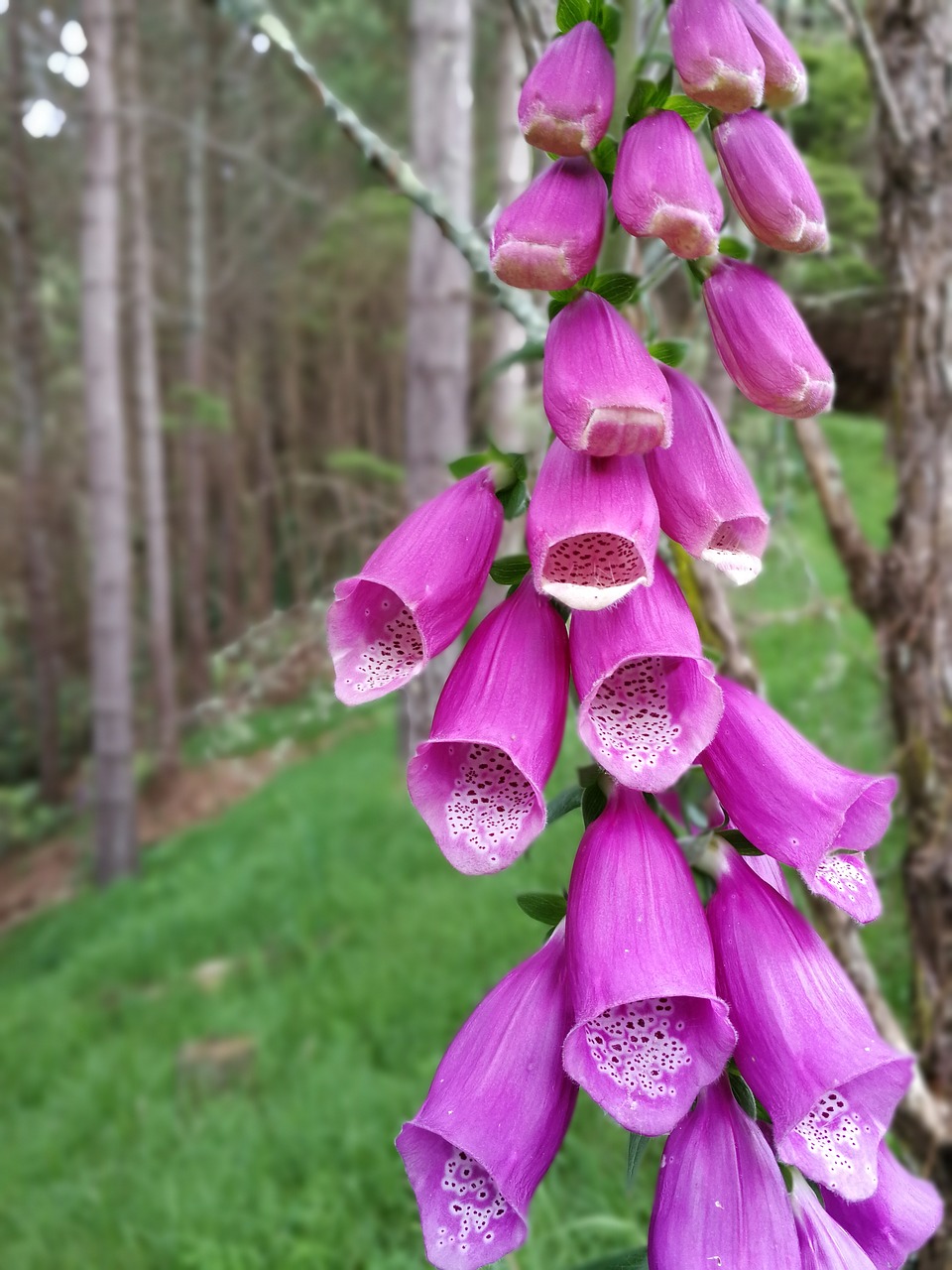 flowers wild flowers purple flowers free photo