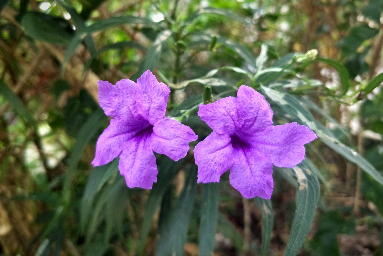 flowers purple nature free photo