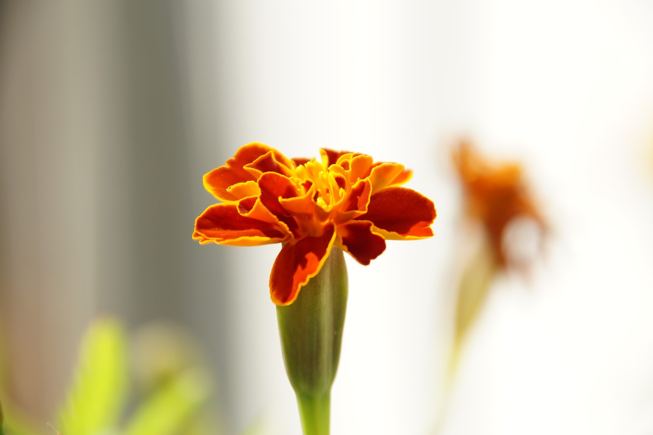 flowers plant macro free photo