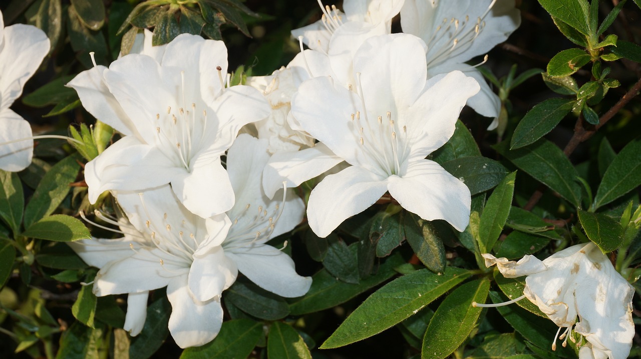 flowers nature white flowers free photo