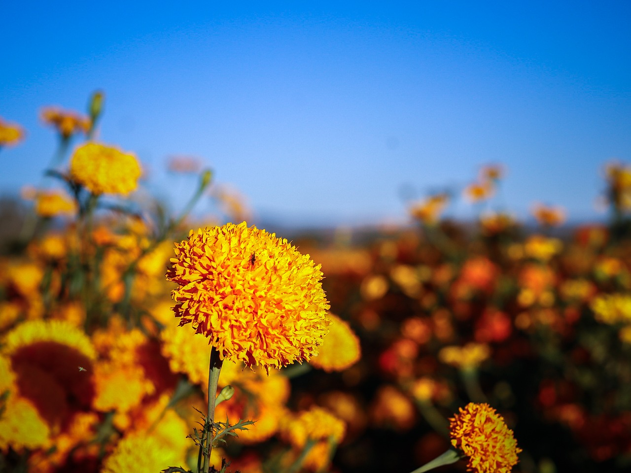 flowers nature marigolds free photo