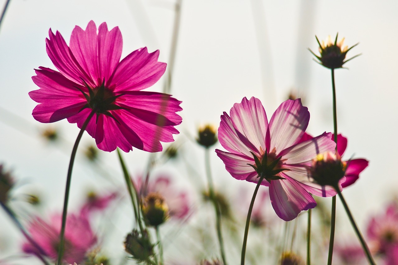 flowers cosmos autumn free photo