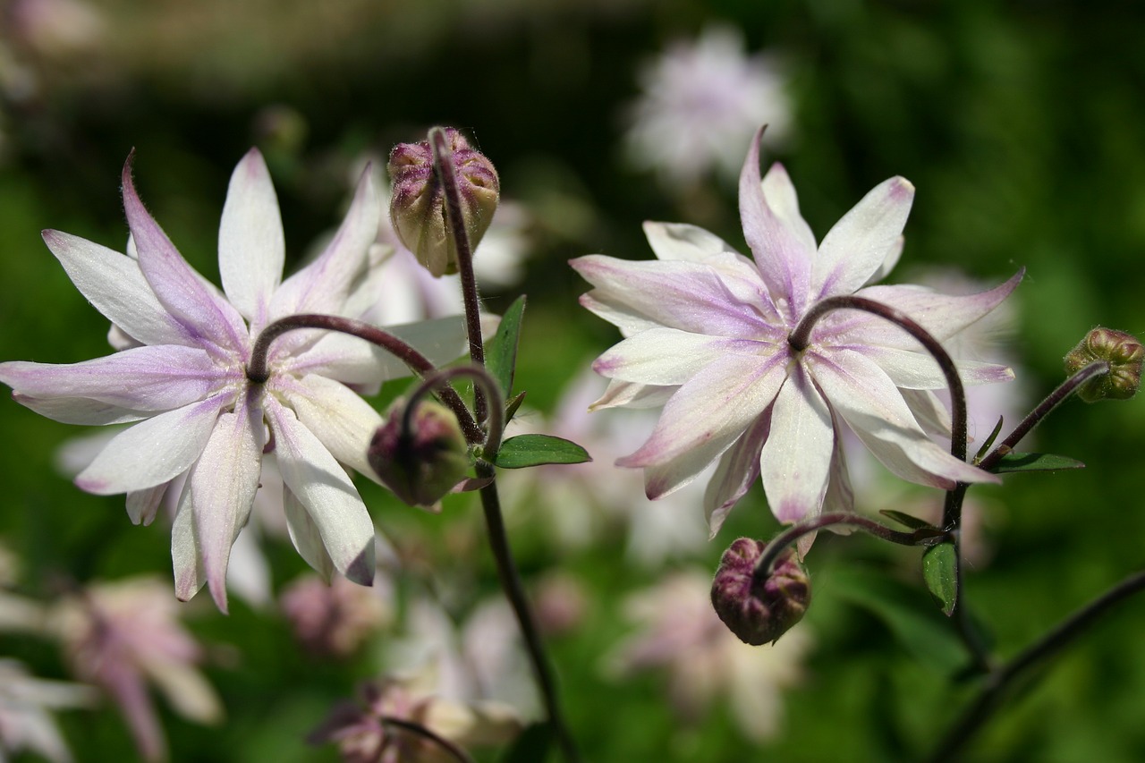 flowers purple flower bud free photo