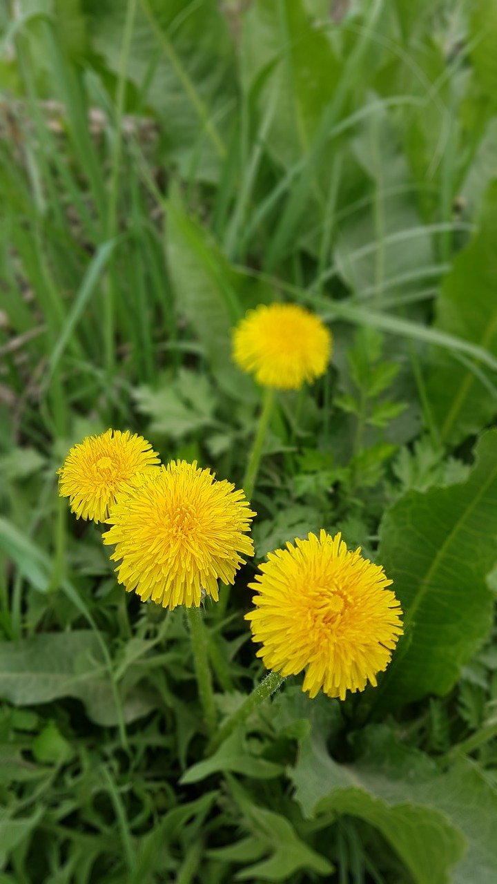 flowers plants yellow flower free photo