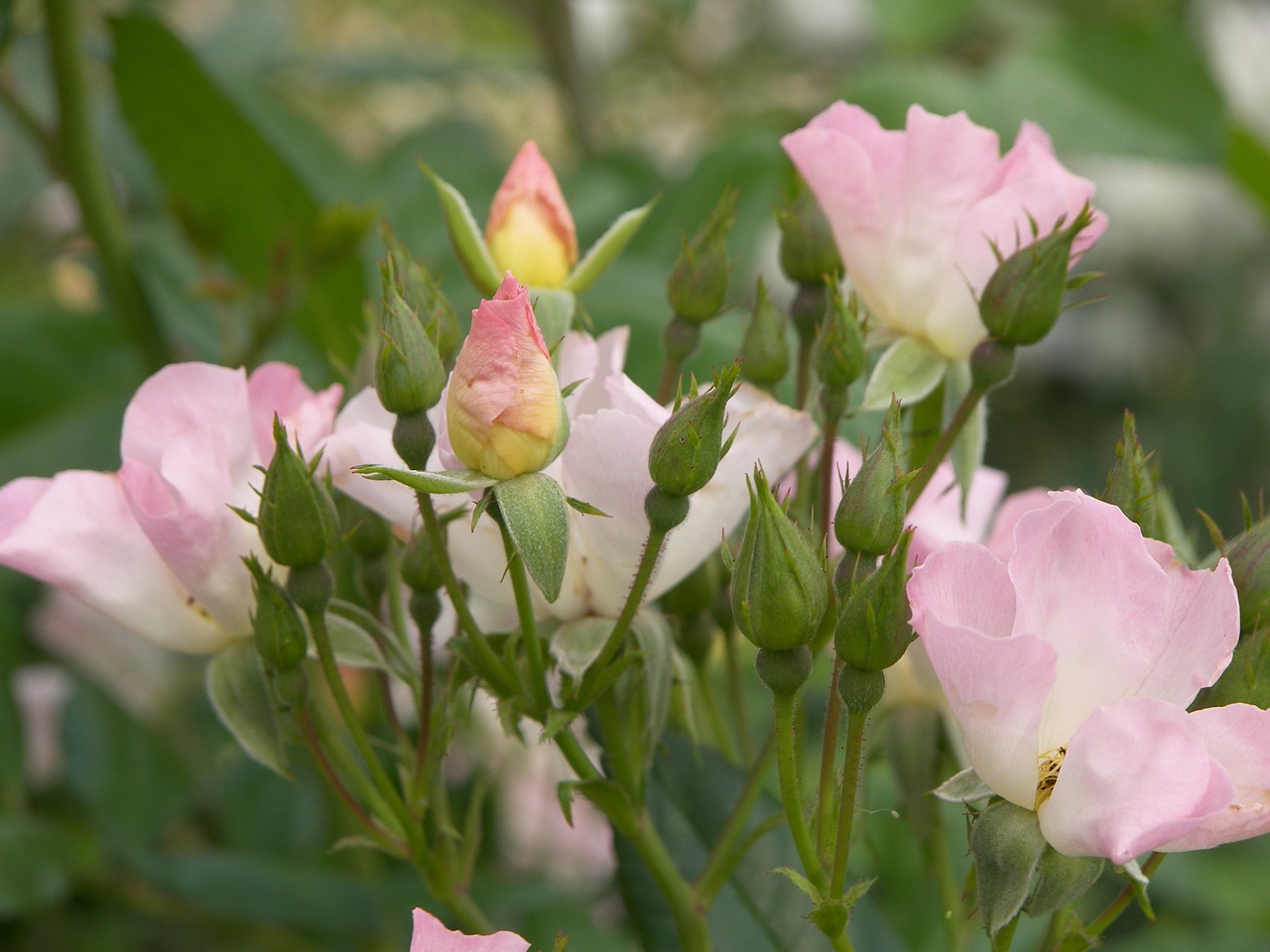 flowers roses garden free photo