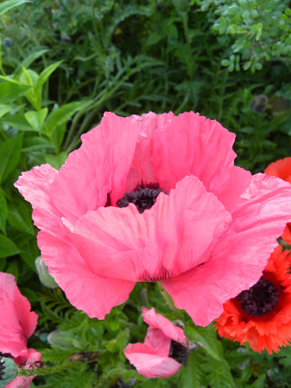 flowers poppies spring free photo