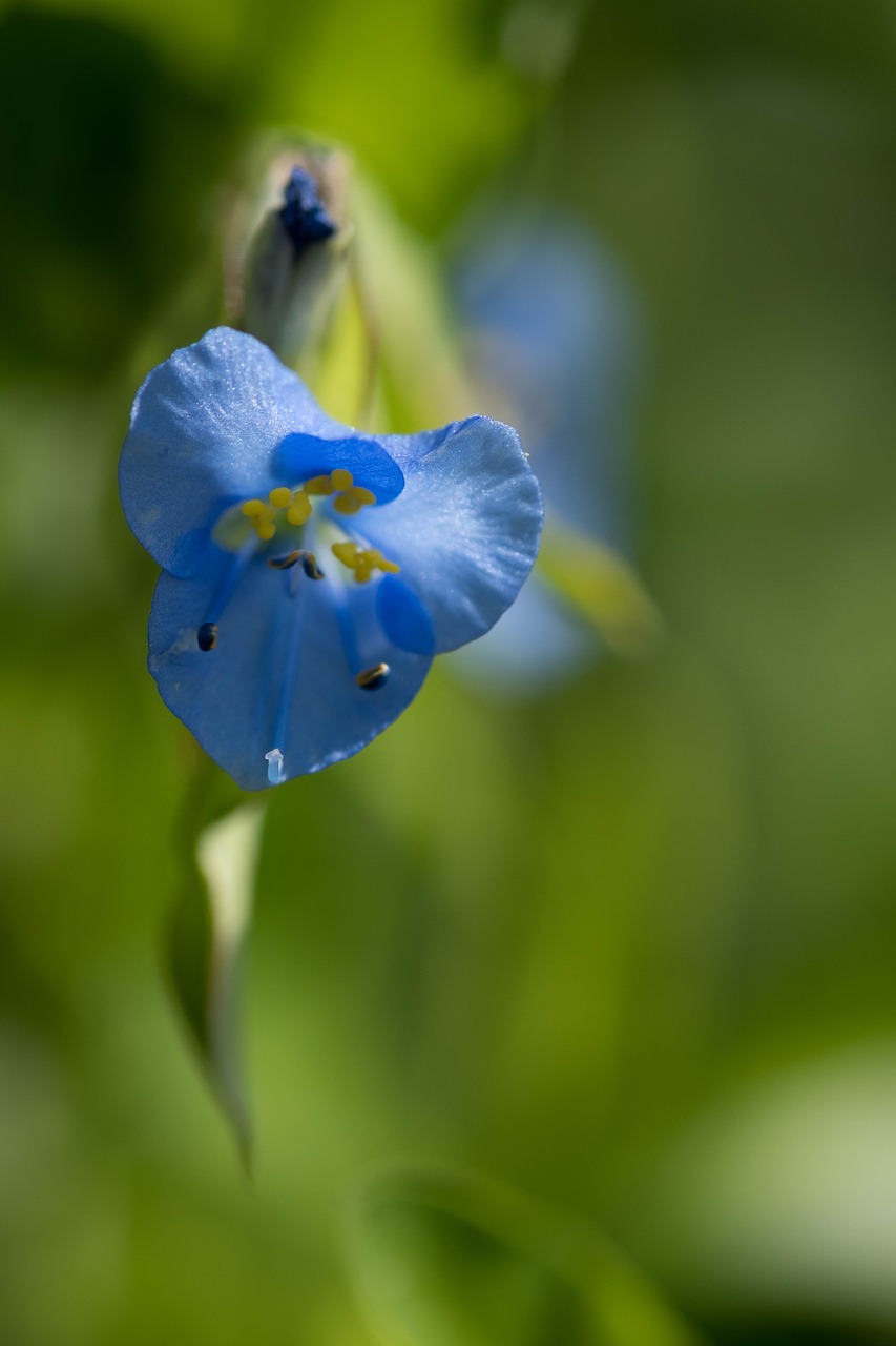 flowers nature macro free photo