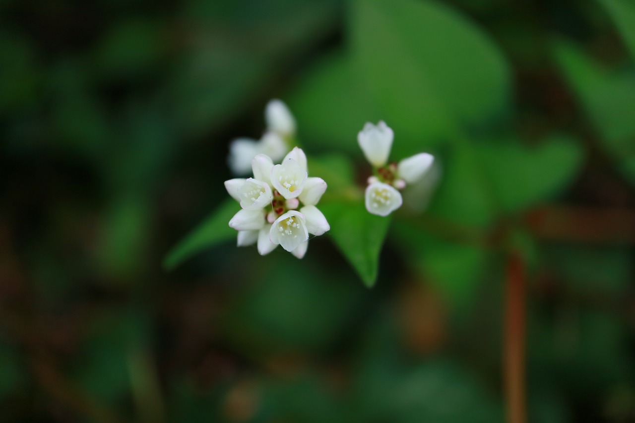 flowers affix spring free photo