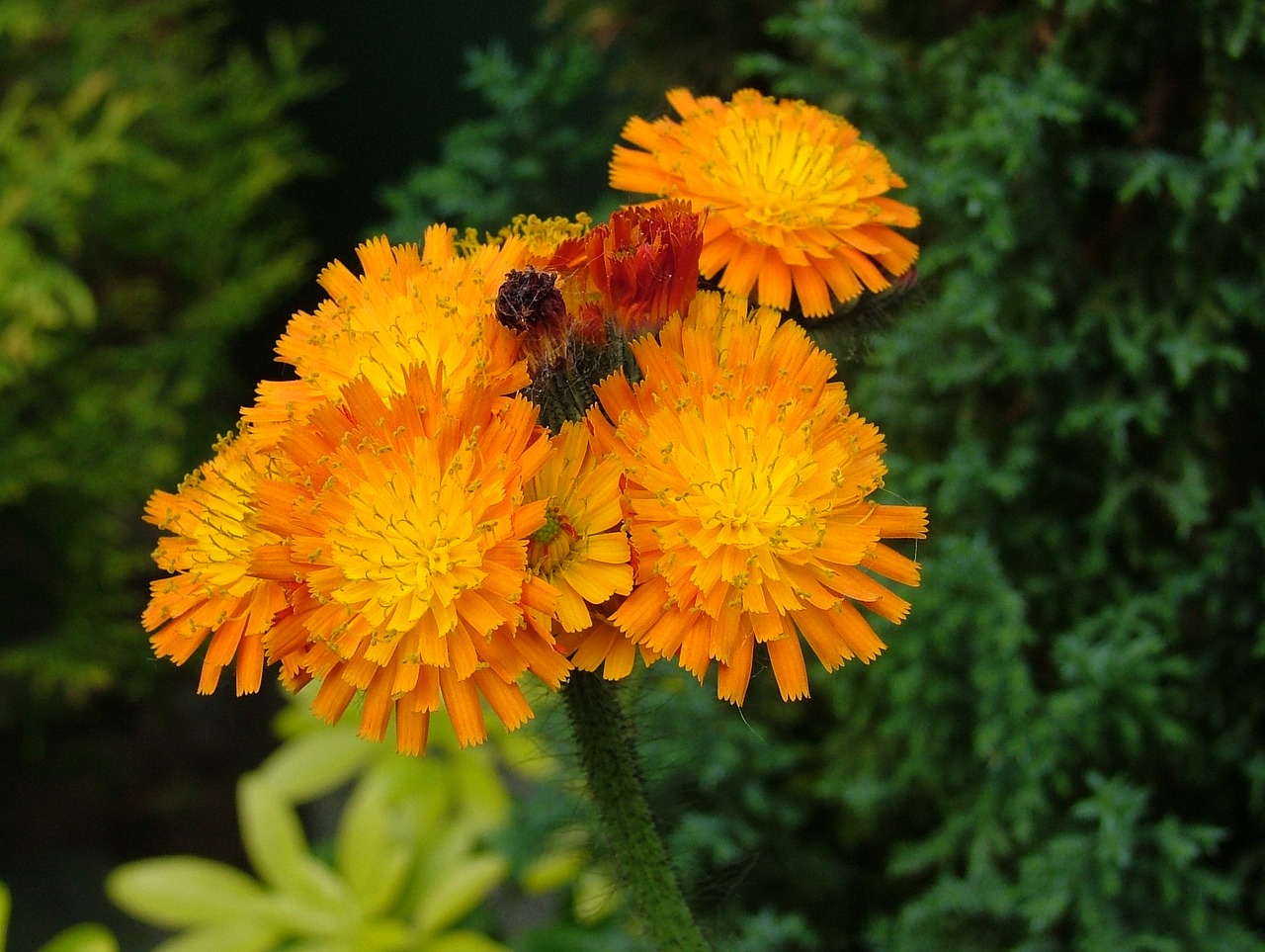 flowers nature flowering free photo