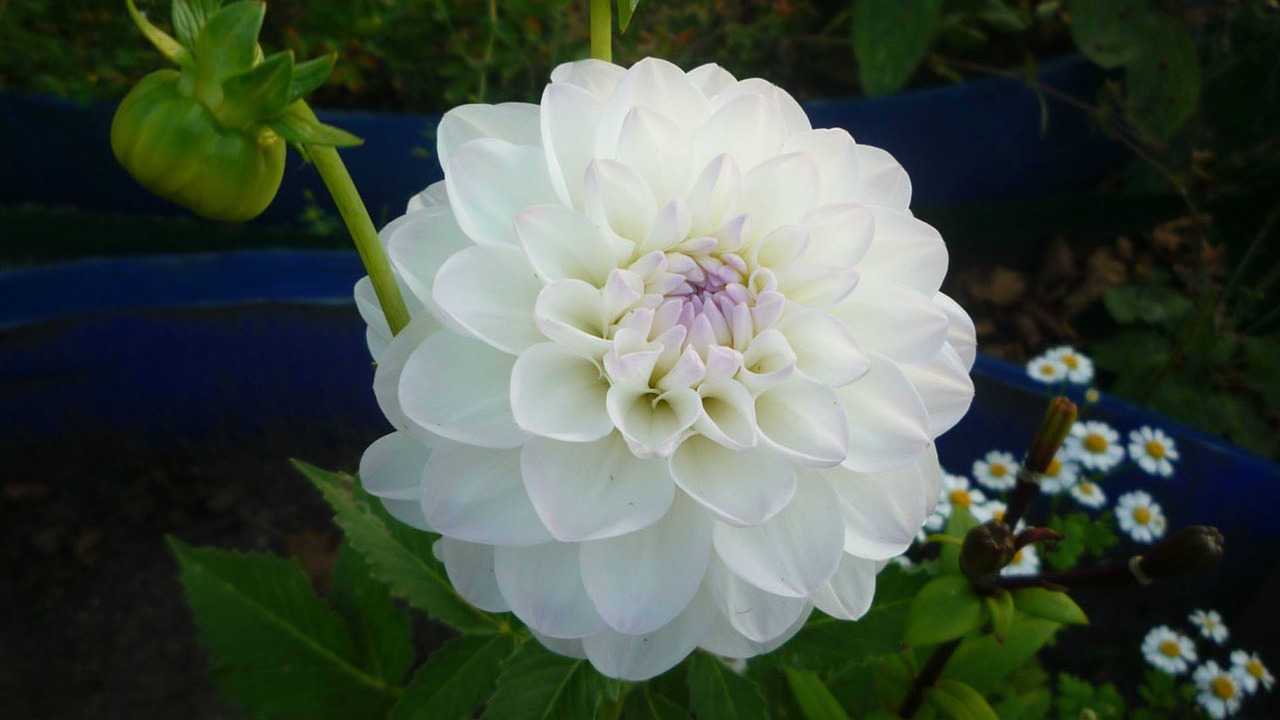 flowers dahlia white dahlia free photo