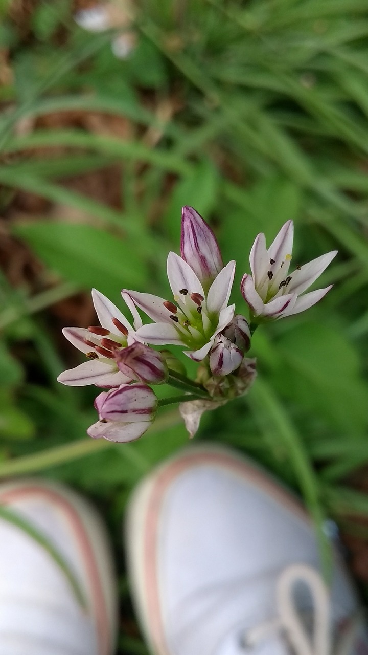 flowers tennis green free photo