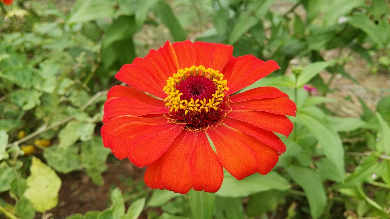 flowers orange open free photo