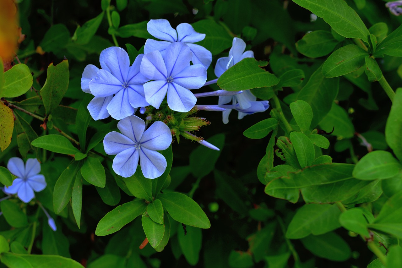 flowers lilac petals free photo