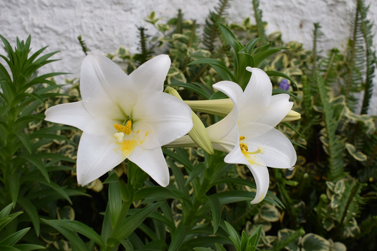 flowers plants white flower free photo