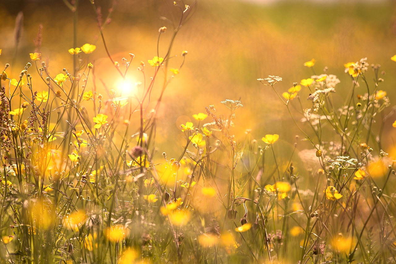 flowers summer nature free photo