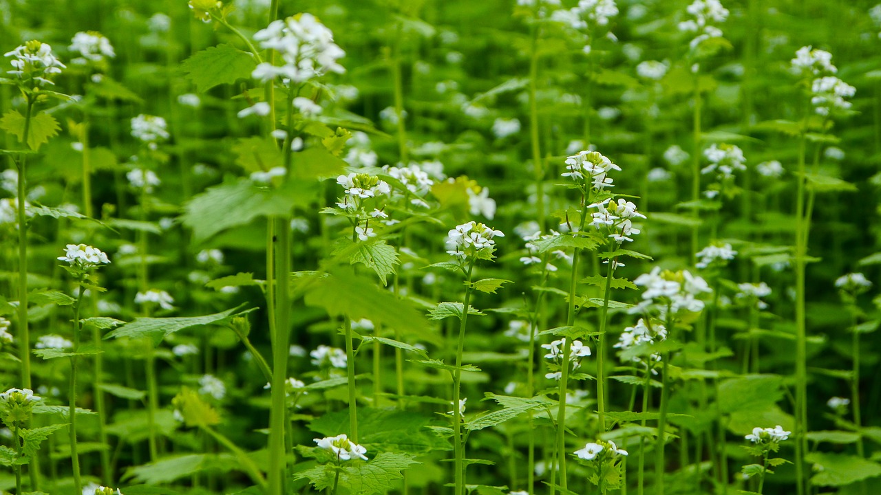 flowers flower white free photo