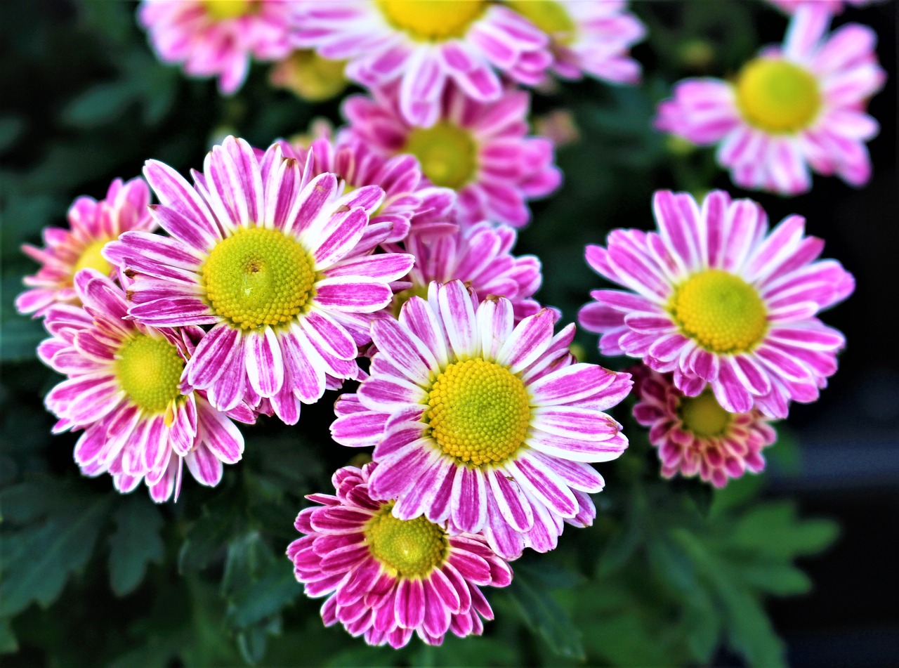 flowers chrysanthemum flower free photo