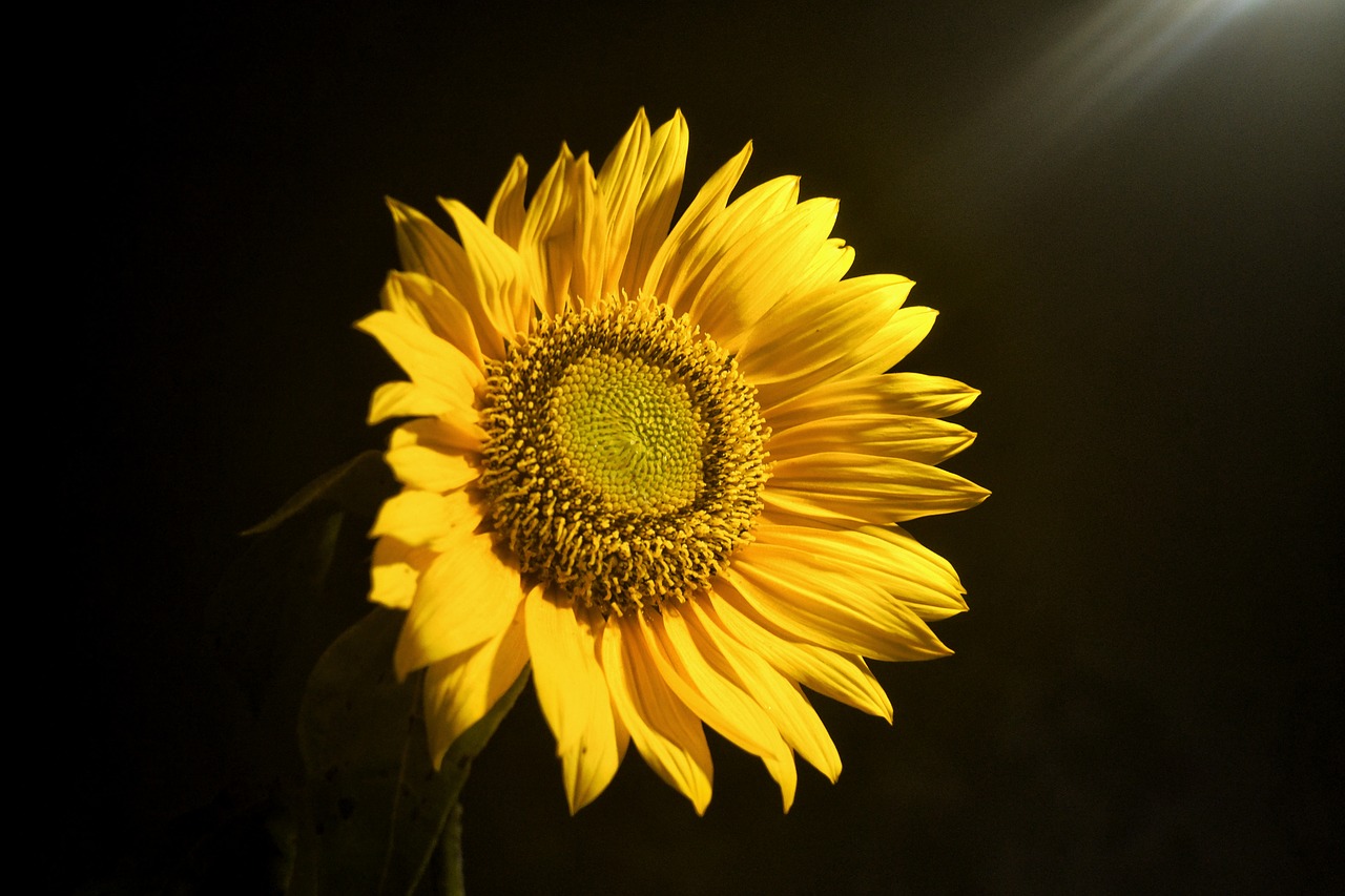 flowers sun yellow free photo