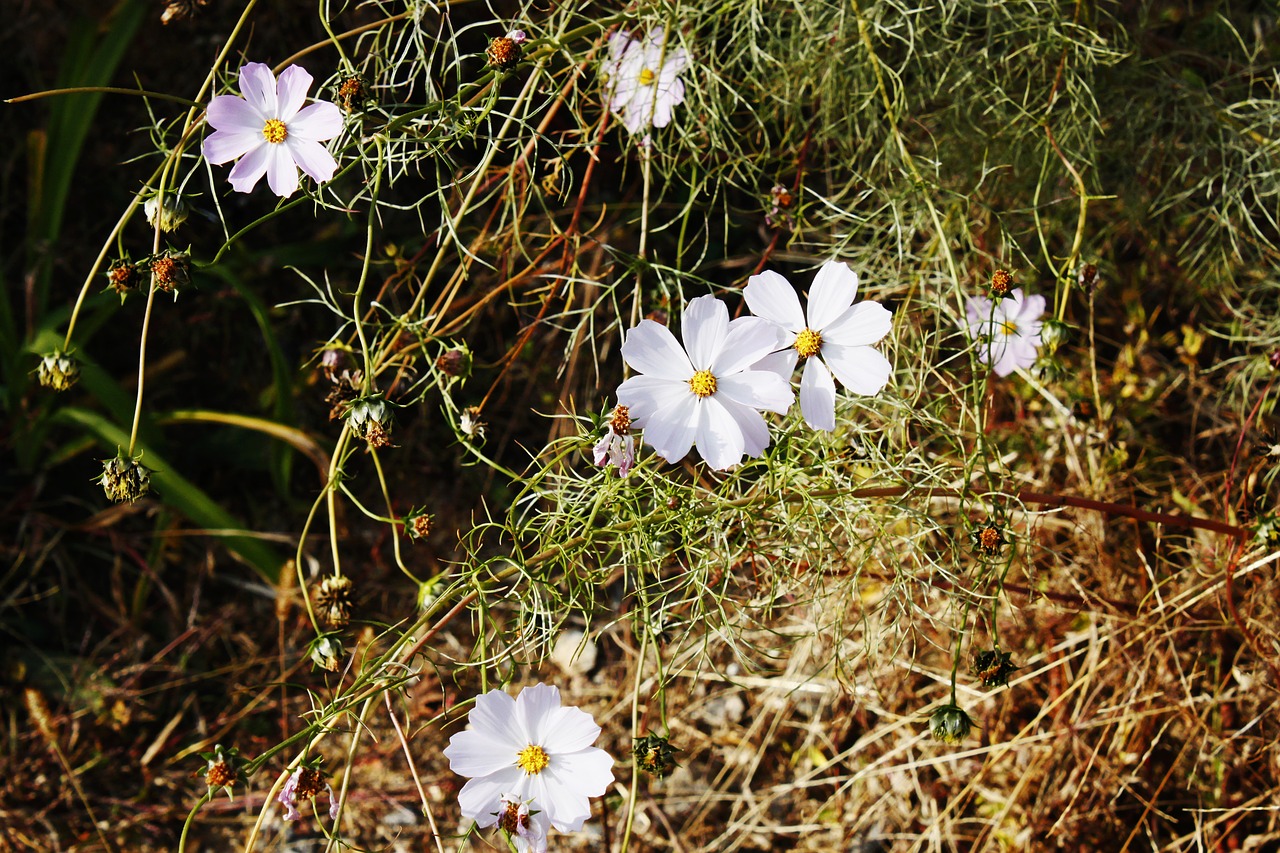 flowers white white flower free photo