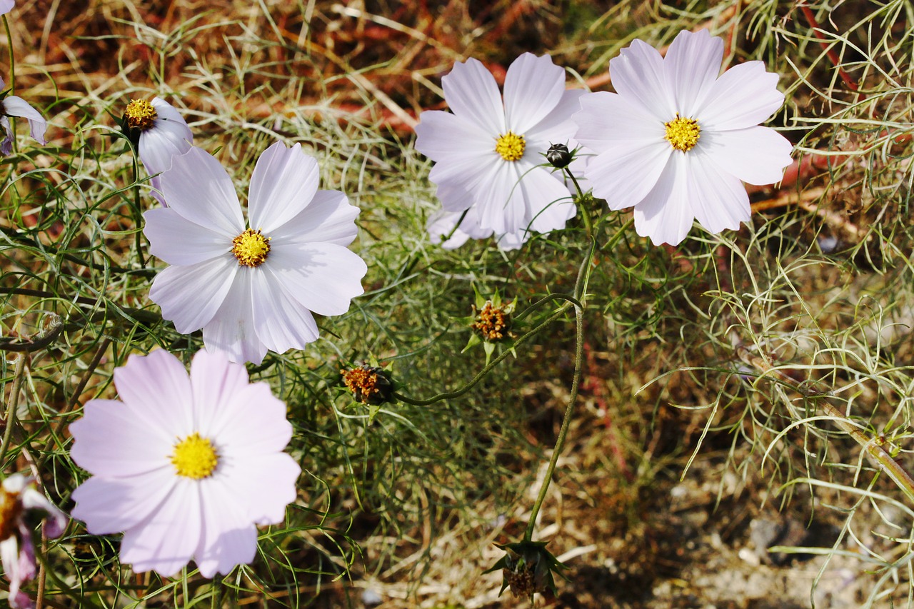 flowers white white flower free photo