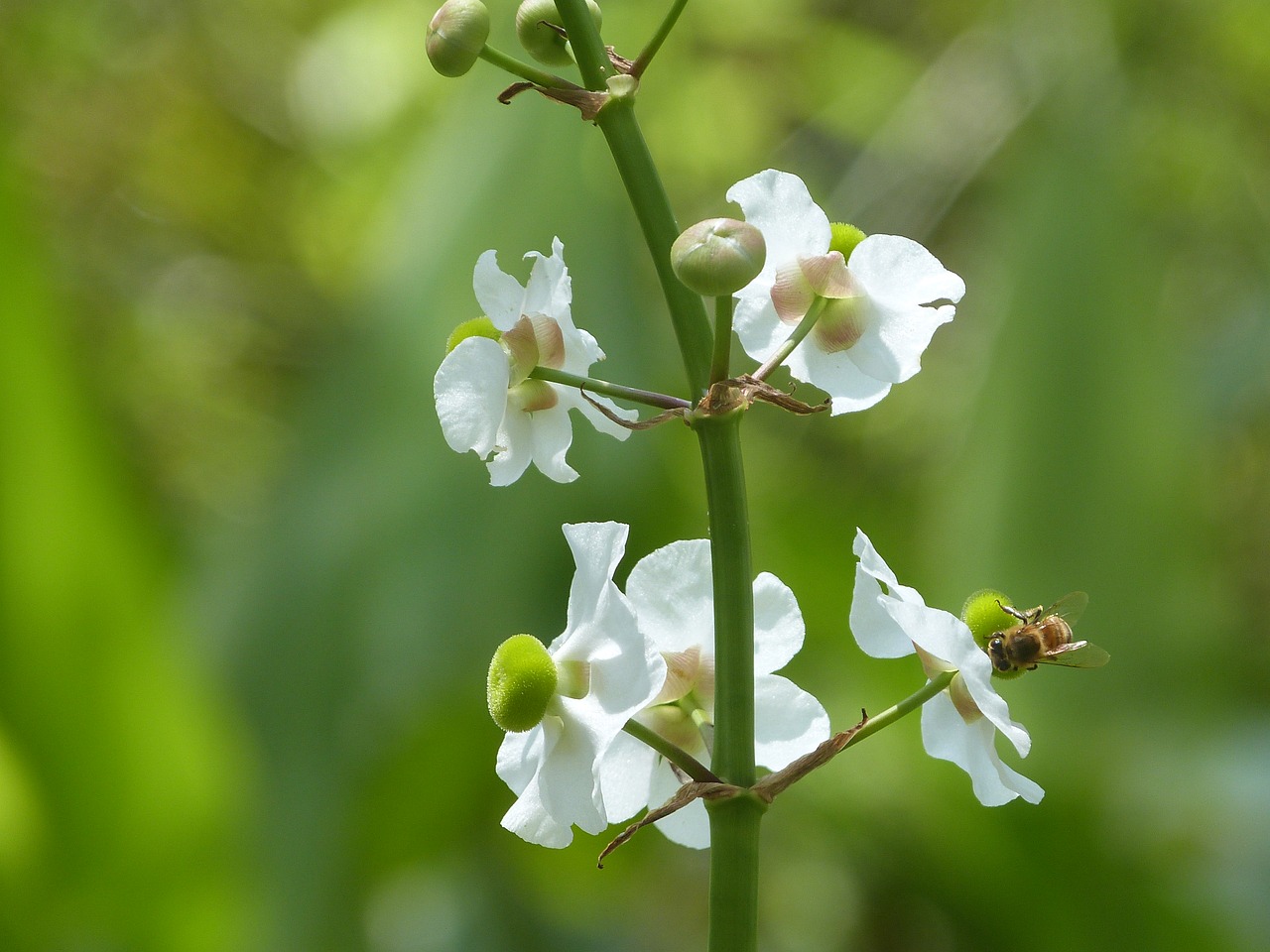 flowers pollination wild flower free photo