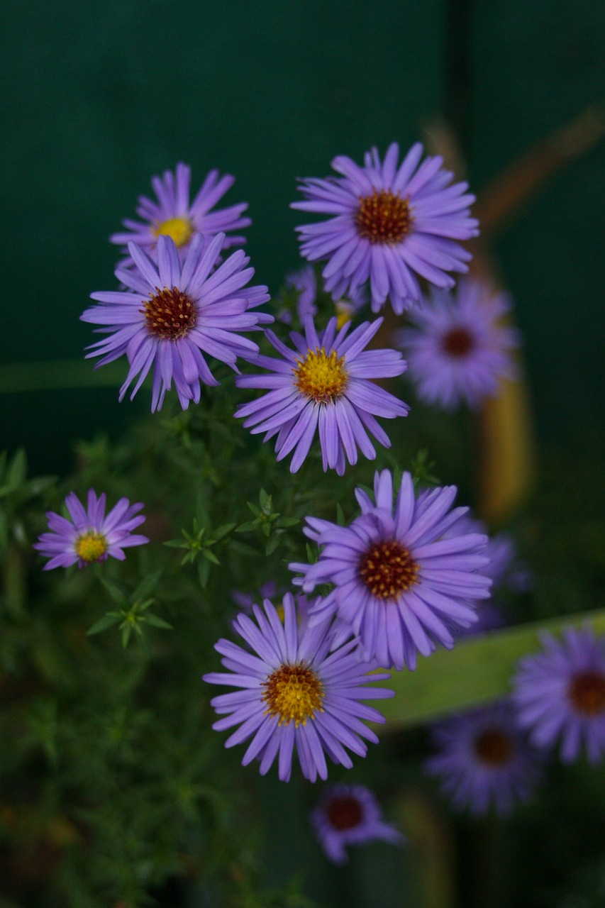 flowers flower bed summer free photo