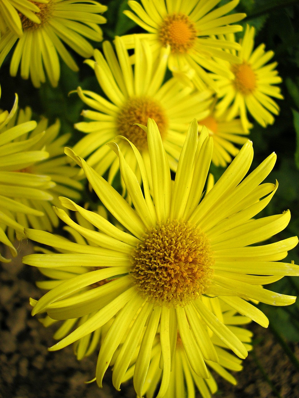 flowers garden plant free photo